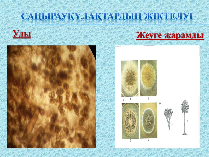 Саңырауқұлақтардың жіктелуі Улы  Жеуге жарамды